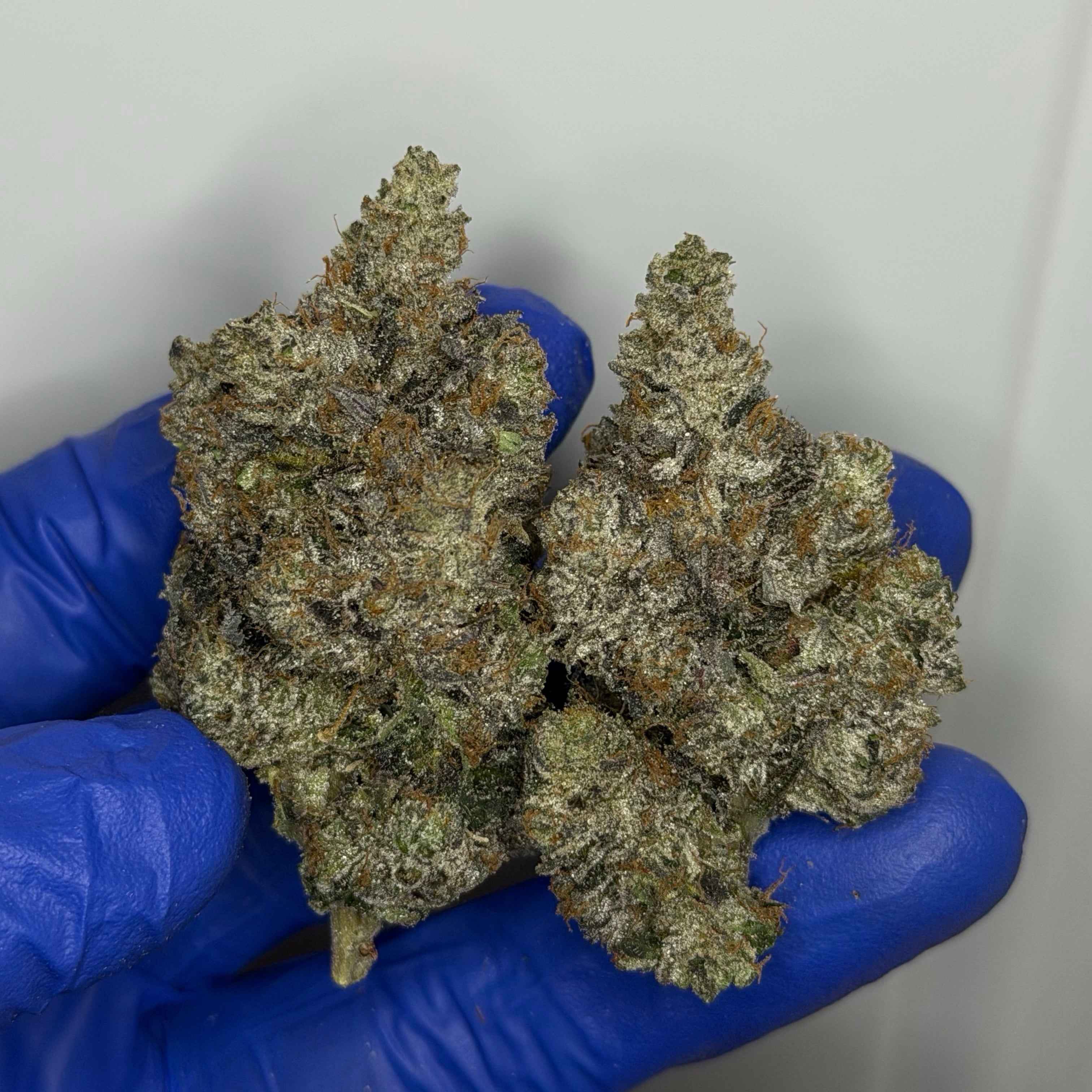 Tropical Crazy Airheads AAAAA Hybrid tropical gas flower 37 percent THC weed delivery Toronto