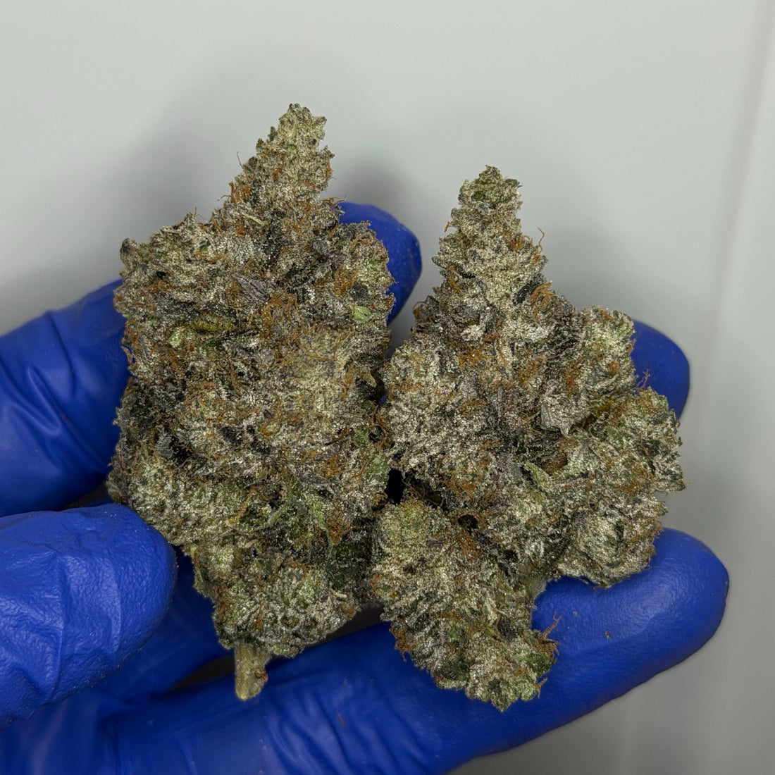 Tropical Crazy Airheads AAAAA Hybrid tropical gas flower 37 percent THC weed delivery Toronto