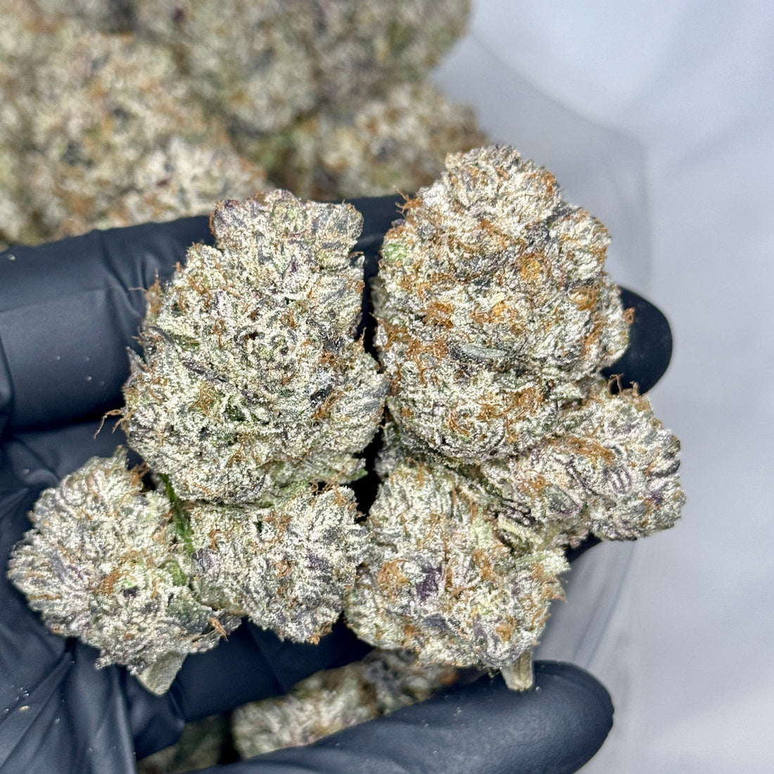 Pink Vendetta strain – AAAAA Indica-Dominant Hybrid – 37% THC – Frosty purple gas bud – Weed delivery Toronto GreenHouseGTA