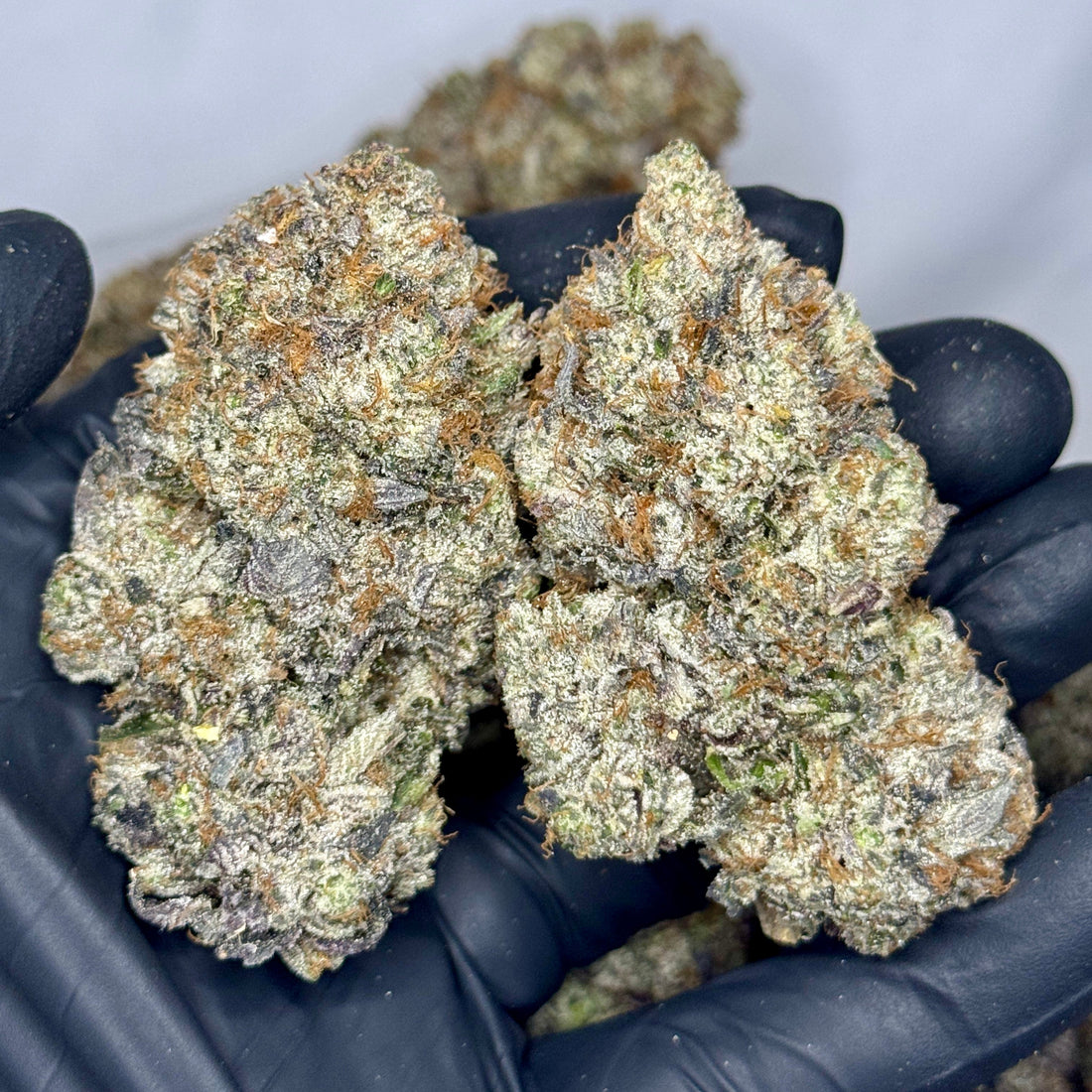 Closeup of Supreme Gas Mask strain – AAAAA Indica – 37% THC – Heavy gas – Toronto weed delivery by GreenHouseGTA